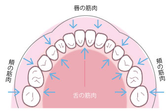 歯並びを決めるものは？ 